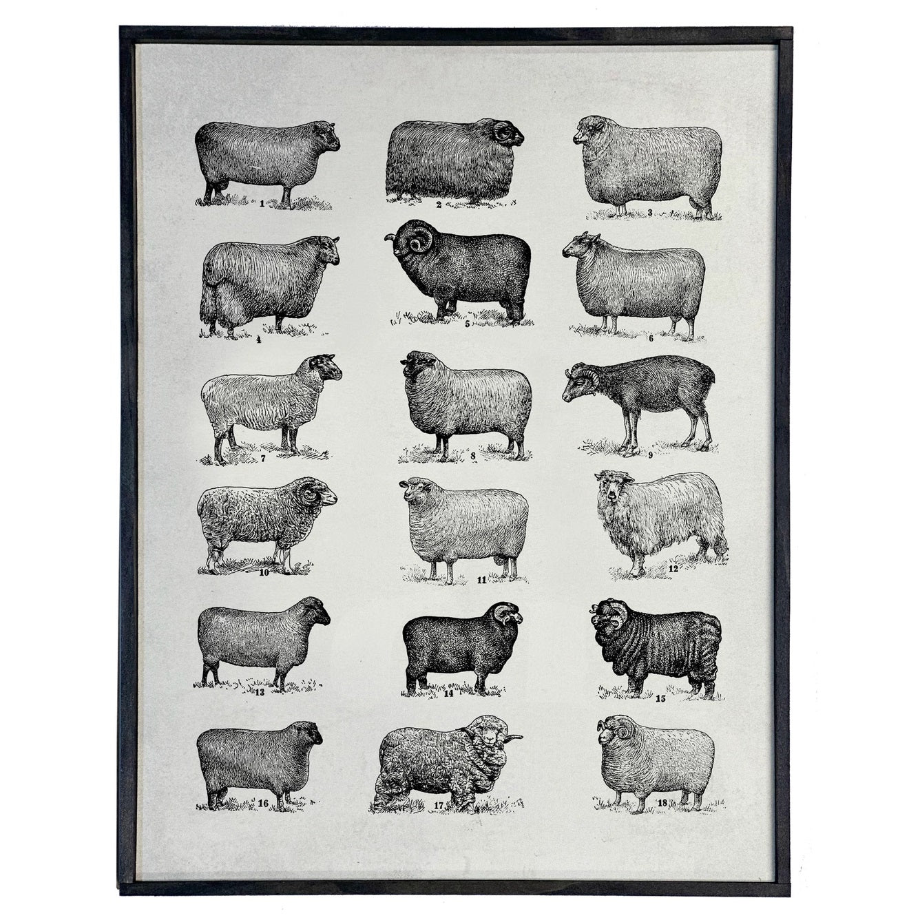 Reminiscent of old school teaching charts, this Vintage Sheep Chart Illustration Print adds an antique look to any room. The print comes with a distressed black wood frame that has perfect imperfections, such as knots and other natural wood character for an aged and primitive look.  This Vintage Sheep Chart Illustration Print also has worn edges and an aged appearance. Includes saw tooth hanger on back for easy hanging. Each is handmade in the USA. 10.5” x 14”H