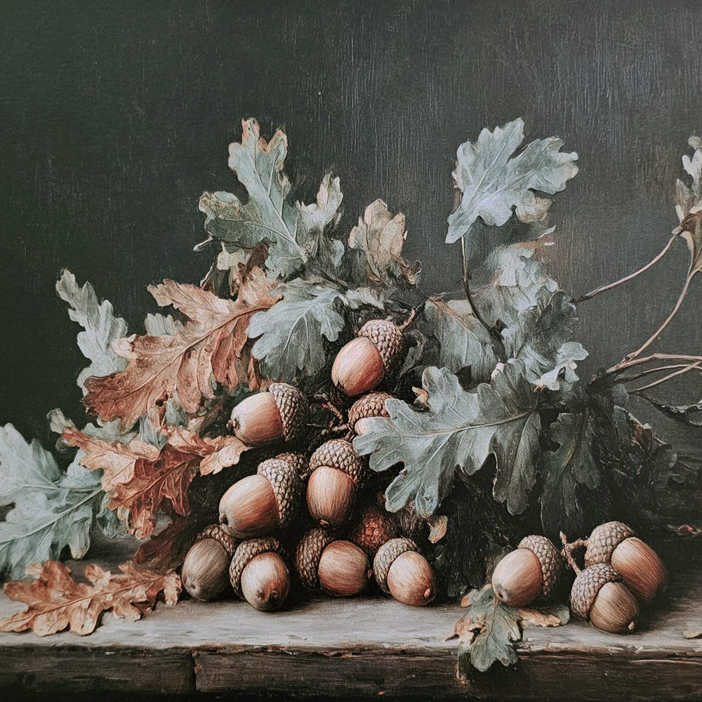 Acorn Still Life Art Print