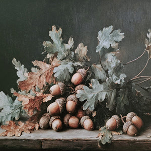 Acorn Still Life Art Print