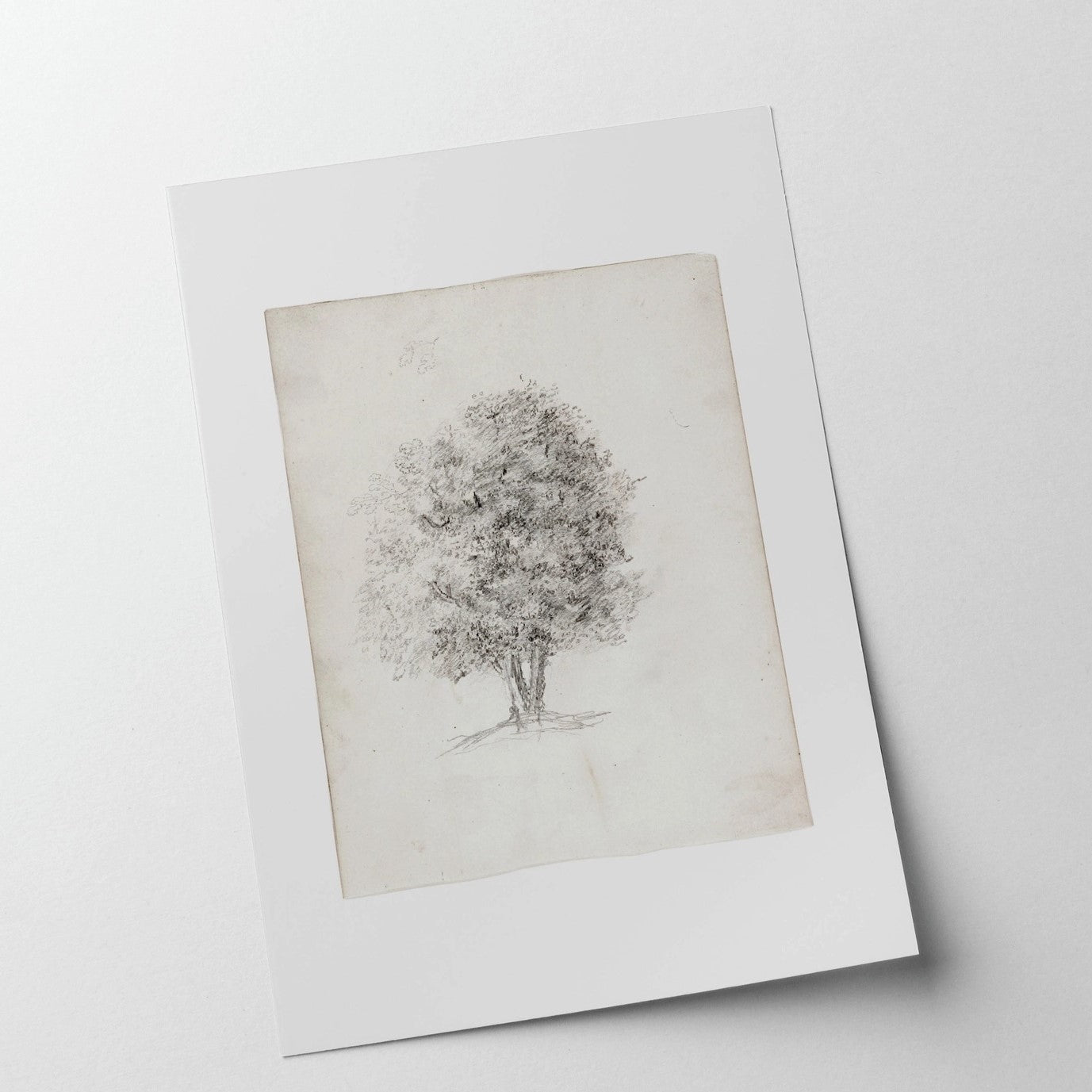 This Apple Tree Sketch Print has a delicate and breezy feel, and will add an artistic touch to any room. Printed on high quality museum stock with archival ink. Image size: 8"x10". Print Only. No frame included.  Made in the USA