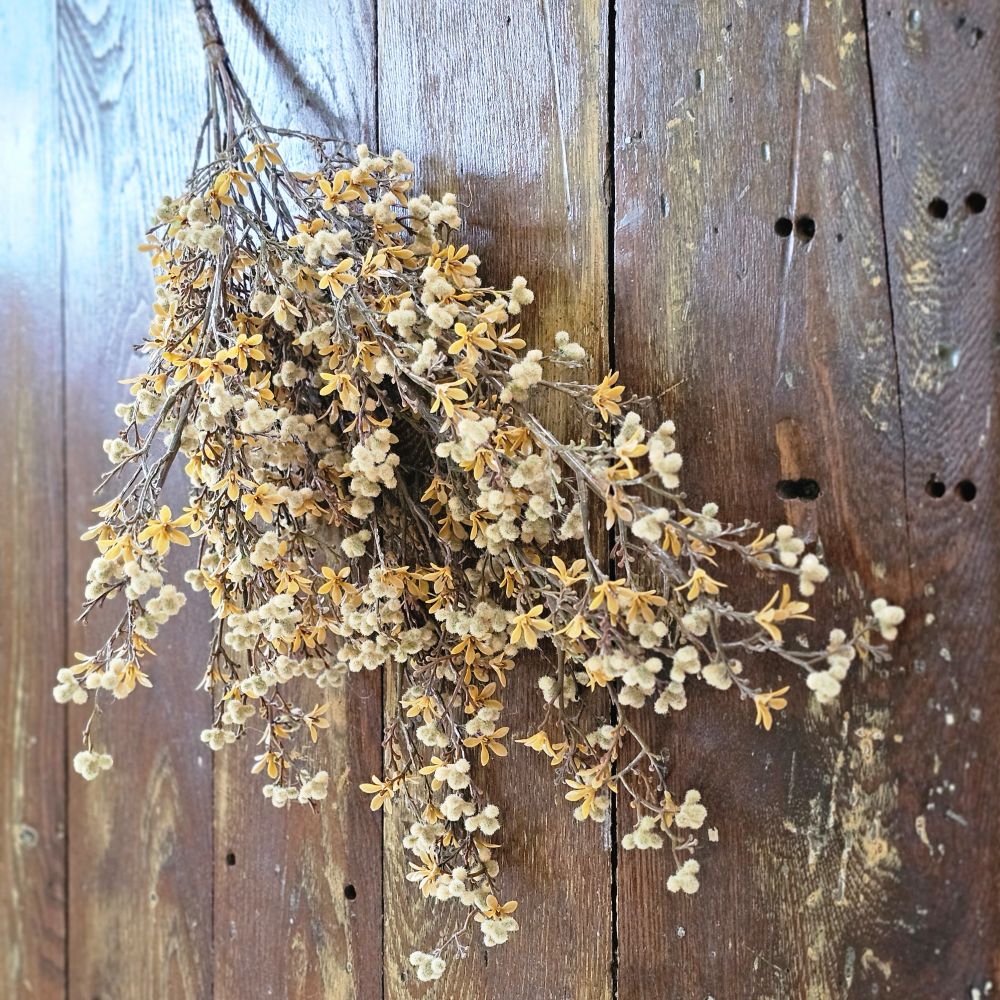 Autumn Star Flower with Soft Seed Pods Bush