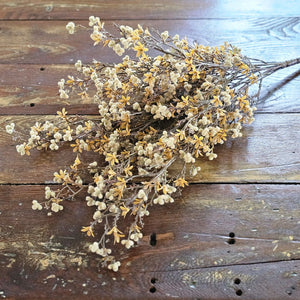 Autumn Star Flower with Soft Seed Pods Bush