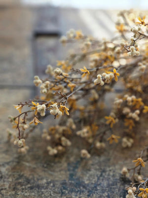 Autumn Star Flower with Soft Seed Pods Bush