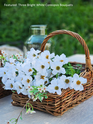 Three bright white coreopsis bouquets in a wicker basket 