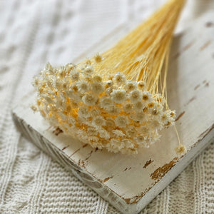 Dainty and sweet, our Dried Mini Star Flower Bundle adds the perfect touch of country to any basket or bucket. These natural small white dried blossom bundles contain approximately 125 stems and are approximately 14" in length.