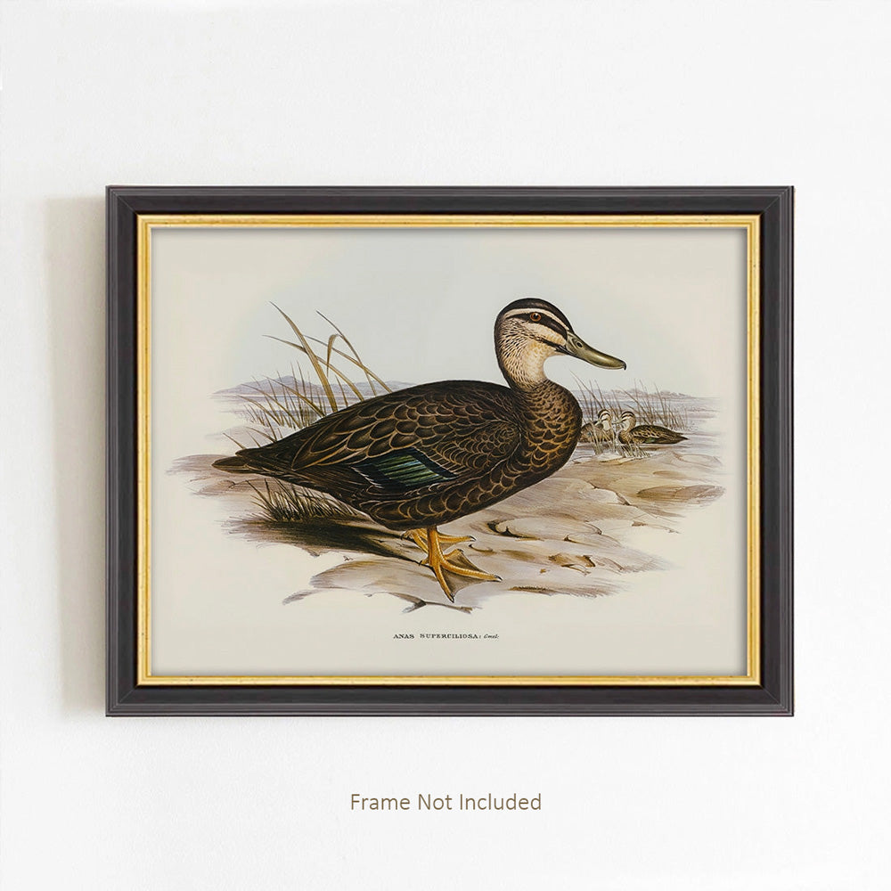 The Vintage Duck Illustration Art Print offers a timeless addition to cabin and country home decor, evoking a sense of rustic charm and natural elegance. Expertly rendered with fine detail, this print captures the grace and character of the duck, bringing a touch of sophisticated wildlife artistry to any room. This art piece transforms your space with understated beauty and a connection to nature’s serene appeal. Print size: 7 x 5. Frame not included.
