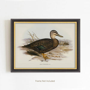 The Vintage Duck Illustration Art Print offers a timeless addition to cabin and country home decor, evoking a sense of rustic charm and natural elegance. Expertly rendered with fine detail, this print captures the grace and character of the duck, bringing a touch of sophisticated wildlife artistry to any room. This art piece transforms your space with understated beauty and a connection to nature’s serene appeal. Print size: 7 x 5. Frame not included.