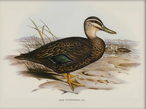 The Vintage Duck Illustration Art Print offers a timeless addition to cabin and country home decor, evoking a sense of rustic charm and natural elegance. Expertly rendered with fine detail, this print captures the grace and character of the duck, bringing a touch of sophisticated wildlife artistry to any room. This art piece transforms your space with understated beauty and a connection to nature’s serene appeal. Print size: 7 x 5. Frame not included.