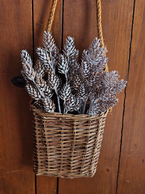 Frosty Pine Cone Bush