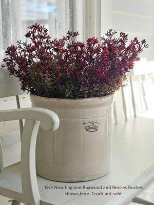 New England Boxwood and Berries Bush