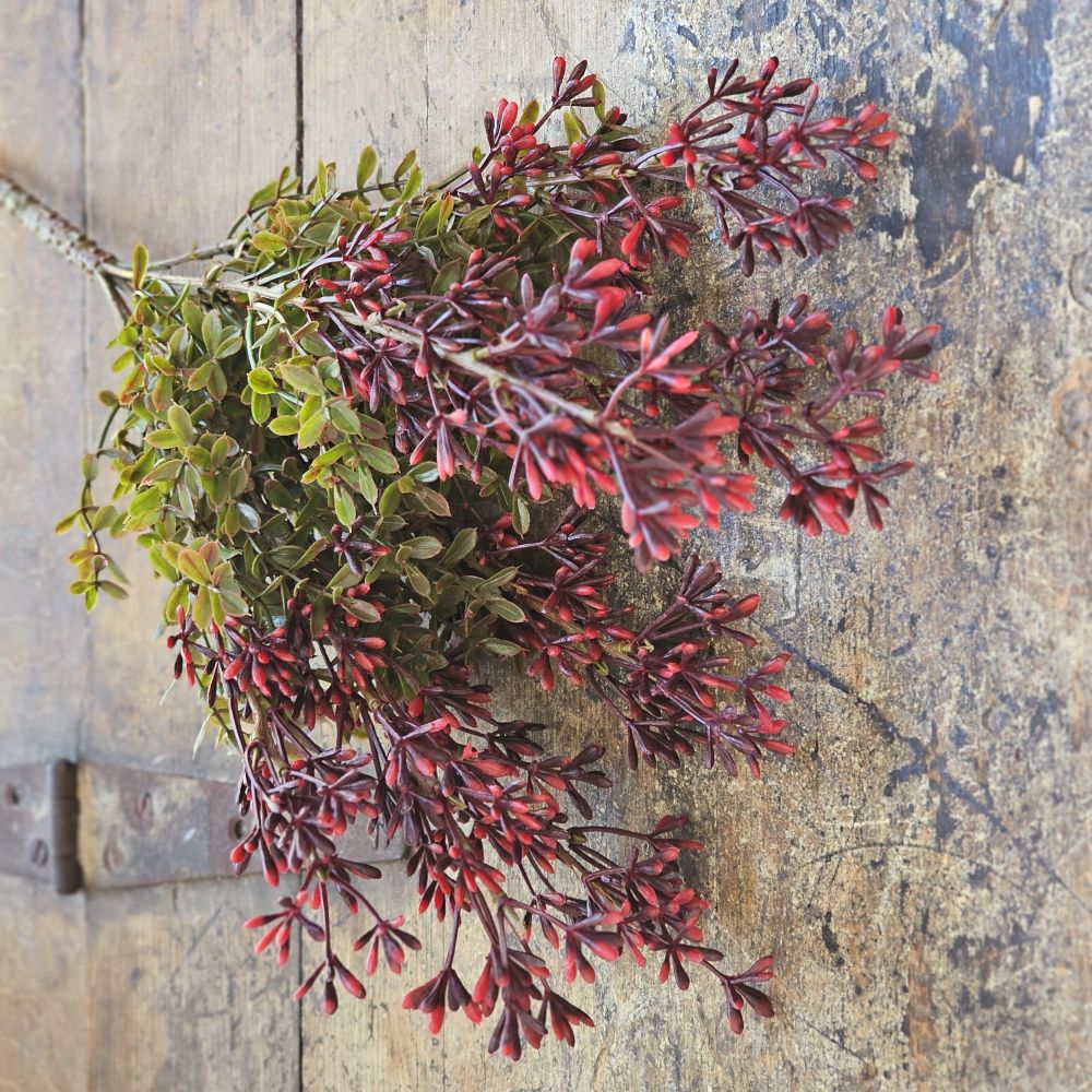 New England Boxwood and Berries Bush