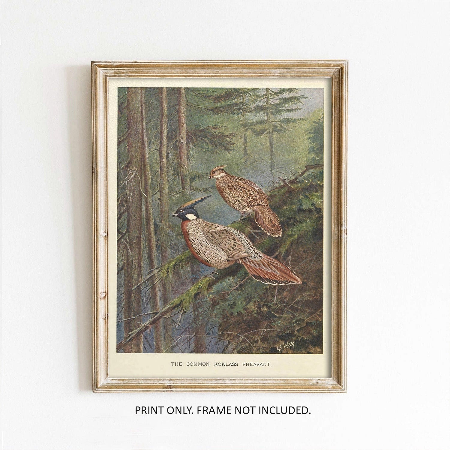 Vintage Pheasant Art Print