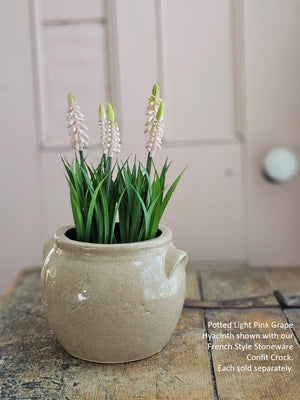 Potted light pink grape hyacinth plant in a French style stoneware crock on a wooden surface.
