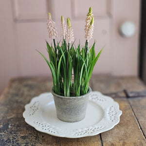 Potted Light Pink Grape Hyacinth Flowers