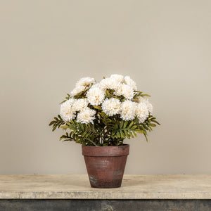Potted Cream Mums