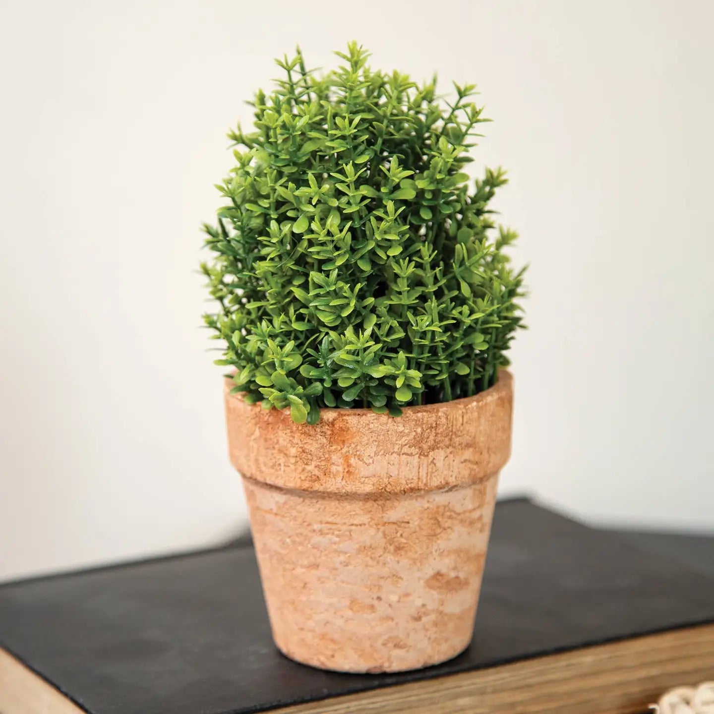 potted boxwood plants Potted Mini Boxwood