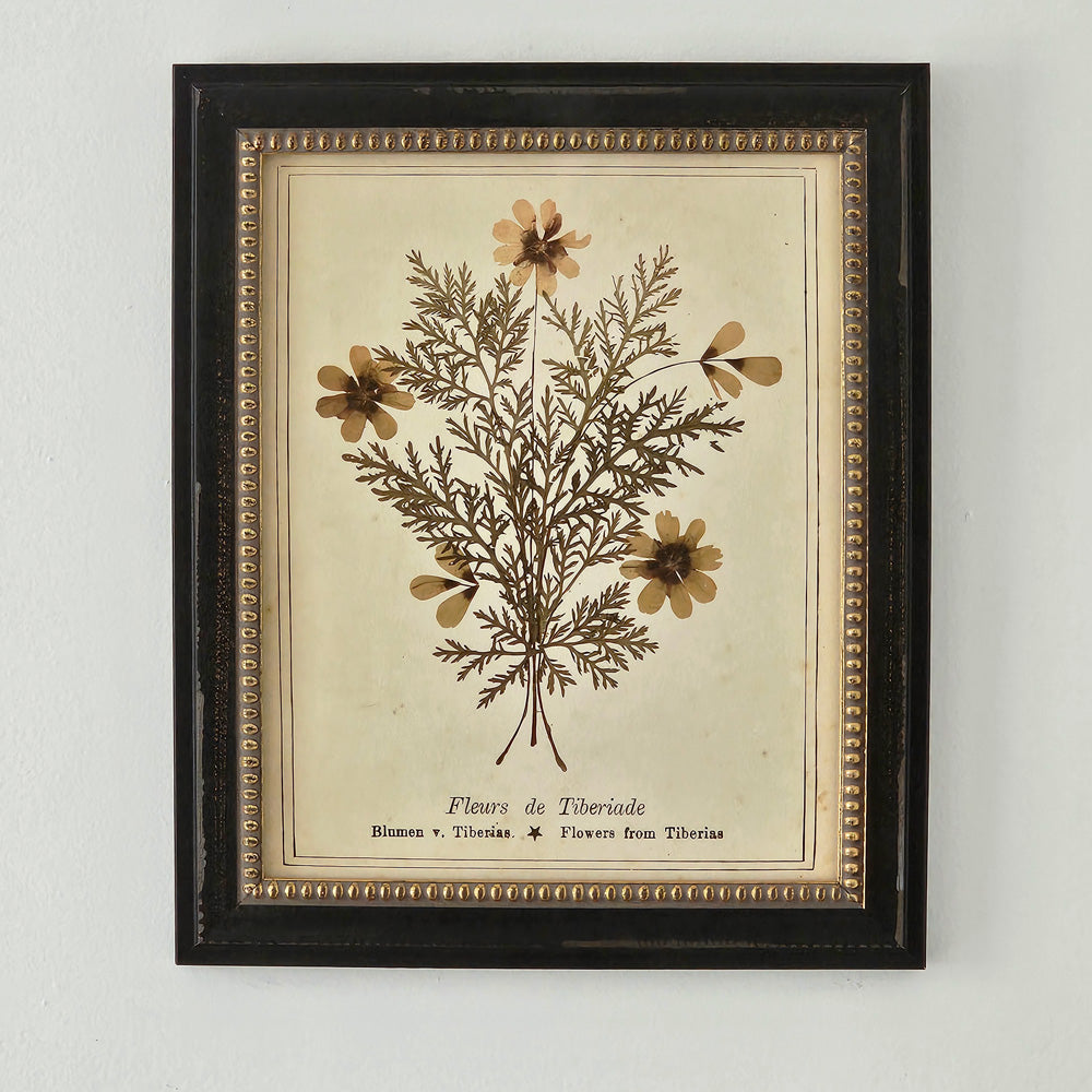 This Pressed Flower Bookplate Print with Frame exudes vintage charm and antique style. The print, from the early 1900's, has a beautiful tea stained look with plant name. The black frame has an aged look with beaded rustic gold detailing, making it look like an antique shop find. Includes glass to protect the print for years to come. Please note: this is an old bookplate print and not real pressed flowers. Made in the USA.