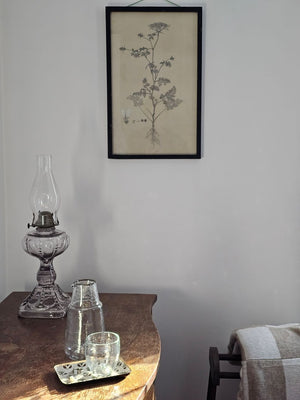 Queen Anne's Lace Framed Illustration Print