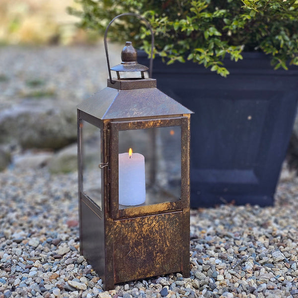 SevilleLanternboxwoodSQ_600x.