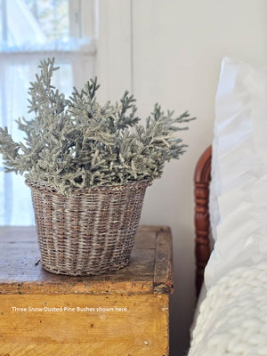 Snow Dusted Pine Bush