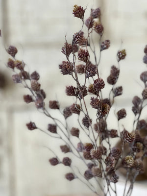 The Winter Spur Seed Bush adds a rustic, down-to-earth charm to any room. Branching stems are peppered with small spurs that resemble tiny pine cones. A nice variation of brown and plum tones topped with a slight white wash gives them a unique and magical woodland appearance. 