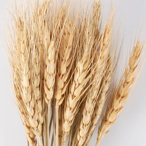 Celebrate the warmth of the harvest season with this Dried Wheat Bundle. Symbolic of a bountiful harvest, this heavy-headed wheat accent makes an elegant statement for any farm table or shelf. Bring nature's beauty to your country style decor with this small wheat bouquet. 5.5”L x 12”H