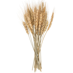 Celebrate the warmth of the harvest season with this Dried Wheat Bundle. Symbolic of a bountiful harvest, this heavy-headed wheat accent makes an elegant statement for any farm table or shelf. Bring nature's beauty to your country style decor with this small wheat bouquet. 5.5”L x 12”H