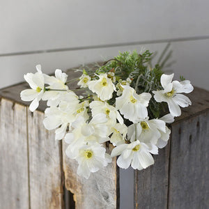 You know summer is in full swing when cosmos flowers are in bloom. These daisy-like blossoms create a relaxed wildflower style bouquet, as if they have just been plucked from a countryside meadow. &nbsp;This sweet Creamy White Cosmos Flower Bouquet features eight stems with faux creamy white flowers and greens that have a dusty-grey/green appearance. This Cosmos Bouquet measures approximately 11”W x 23.5”H