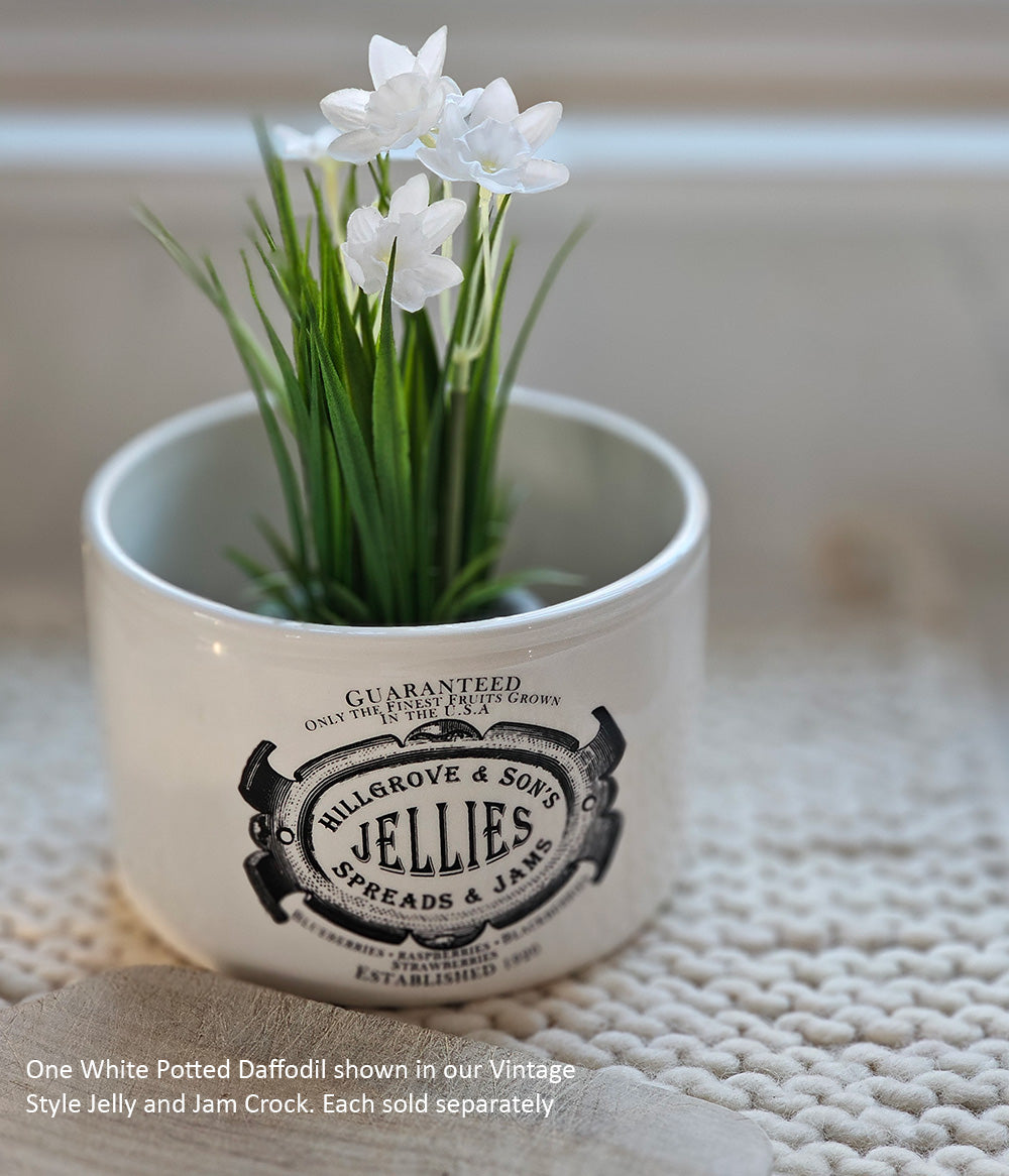 daffodil plant pot Potted White Daffodils