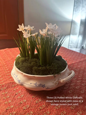 Potted white daffodils in a vintage tureen
