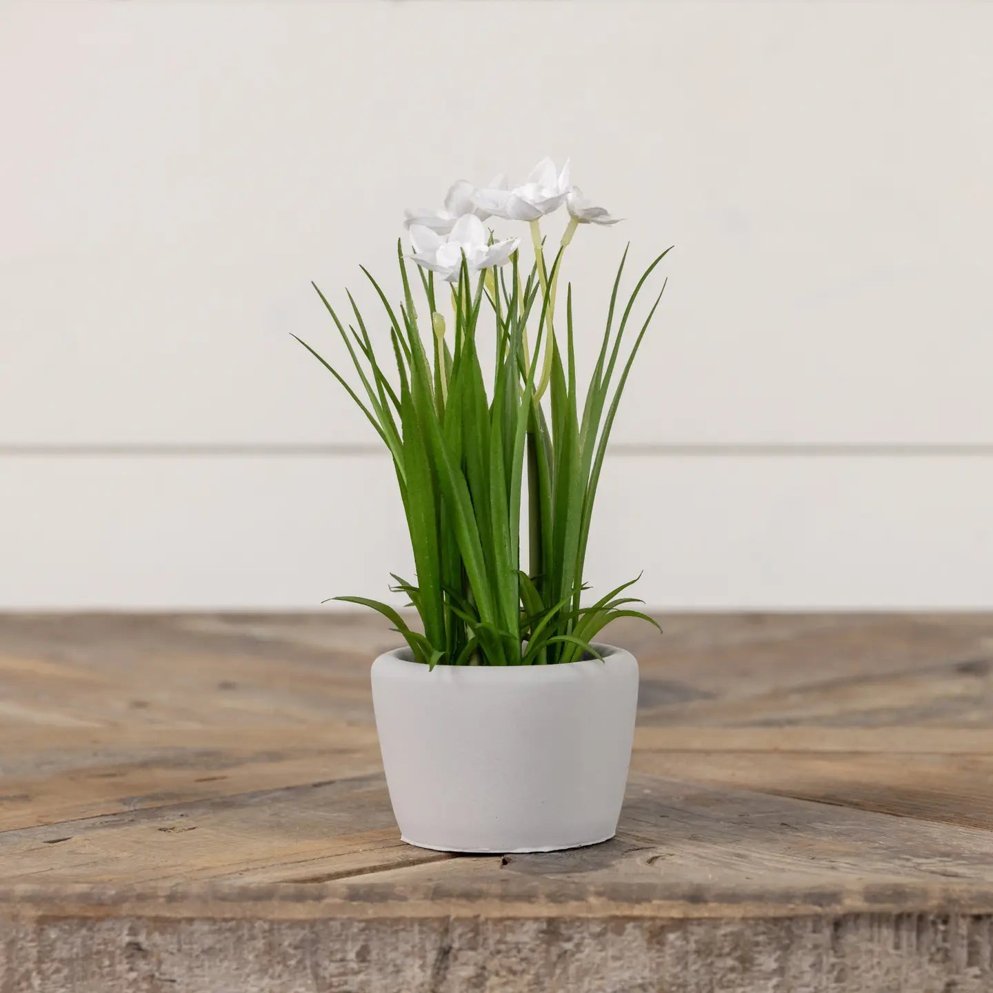 Potted White Daffodils - Farmhouse Wares
