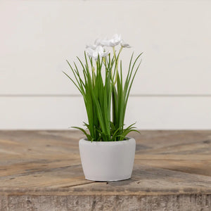 Potted White Daffodils