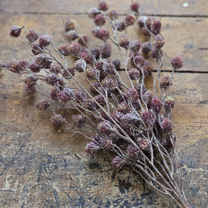 The Winter Spur Seed Bush adds a rustic, down-to-earth charm to any room. Branching stems are peppered with small spurs that resemble tiny pine cones. A nice variation of brown and plum tones topped with a slight white wash gives them a unique and magical woodland appearance. 