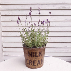 Whether you're gathering flowers from the garden, eggs from the chicken coop, or keeping your home organized, this set of two Milk and Cream Buckets will help get the job done. These galvanized buckets feature a rustic golden finish and vintage style wood handle grips. Perfect for utensils, flowers and so much more!