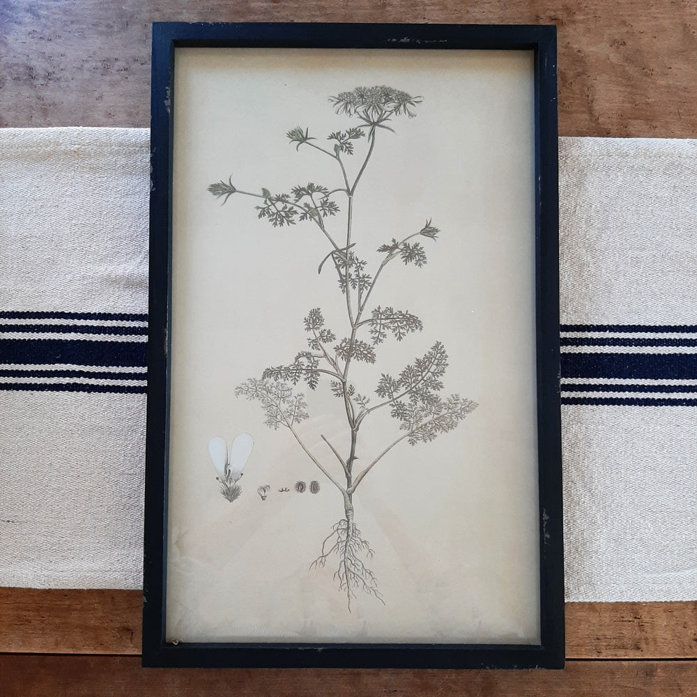 The White Flower Botanical Illustration has a vintage allure that captures the spirit of nature in bloom. It features an aged black wooden frame. The print has distressing marks for an antique, tea-stained feel. Includes a glass covering and comes ready to hang with two saw-tooth hangers at the back. high. Add old-world charm to your farmhouse with this unique wall decor. Measures 12" wide by 19" high