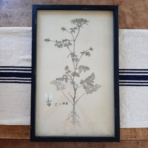 The White Flower Botanical Illustration has a vintage allure that captures the spirit of nature in bloom. It features an aged black wooden frame. The print has distressing marks for an antique, tea-stained feel. Includes a glass covering and comes ready to hang with two saw-tooth hangers at the back. high. Add old-world charm to your farmhouse with this unique wall decor. Measures 12" wide by 19" high